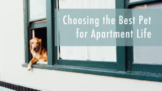 Best Apartment Pets