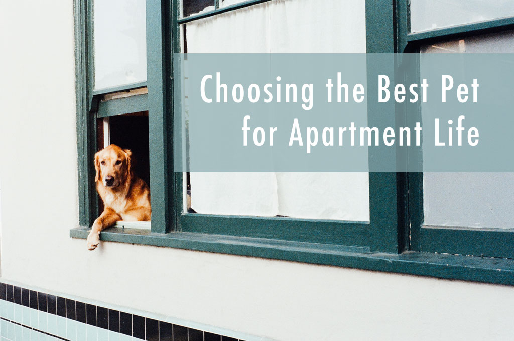 Choosing the Best Pet for Apartment Life