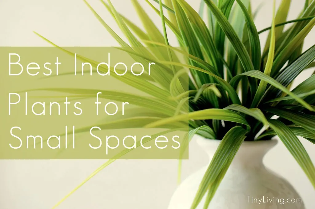 The Best Indoor Plants for Small Spaces
