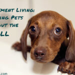Apartment Living: Enjoying Pets Without the Smell